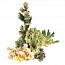 ������ ����������� AQUA-PRO LAY-OUT LIVE CORAL TZ-S30C