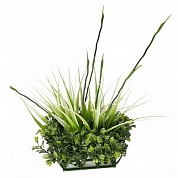 �����������  ��������  ���  ���������  Fluval  Chi