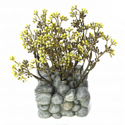 �����������  ��������  ���  ���������  Fluval  Chi  �  ����������