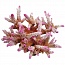 ������ ����������� AQUA-PRO Replica Live Coral QFS-14B